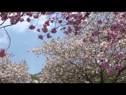 2014年、八重桜まつり: 静峰ふるさと公園 (茨城県那珂市)