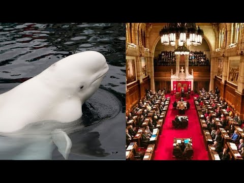 Georgia Aquarium's Beluga Whale Capture Comes Under Fire