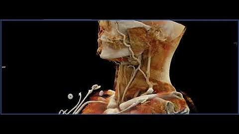 The Neck with Cinematic Rendering