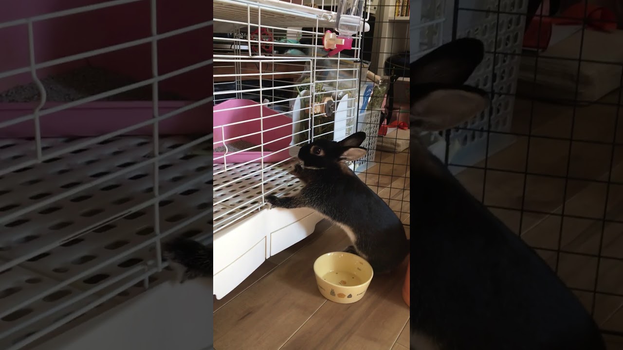 うさパンチ Youtube