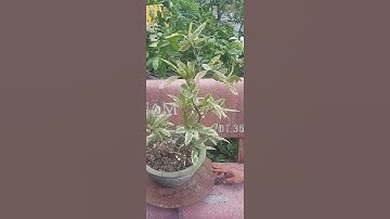 cúc thọ hương lá cẩm thạch, zalo 0396 399 359, vườn mai Tiên Thảo