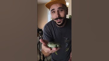 Let’s talk Dumpy. Who is she? Is the giant frog REAL? #bigfrog #vfx #cgi #zachking #funnyanimals