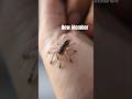 My New Pets #animal #pets #tarantula #nature #wildlife #spider