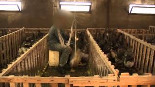 De wrede waarheid achter foie gras