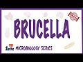 Brucella - Pathogenesis, Causes, Symptoms, Treatment