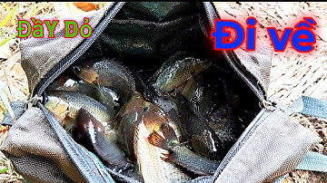 Câu cá rô đồng ,ở mương nhỏ cá ăn như điên#p 38 youtube câu cá hóc môn