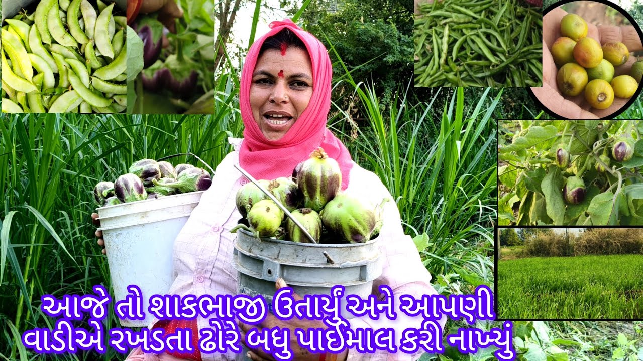 આજે તો શાકભાજી ઉતાર્યું અને આપણી વાડીએ રખડતા ઢોરે બધુ પાઈમાલ કરી નાખ્યું 🦬🦬🐃