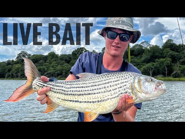 Catching MONSTER Tiger Fish in Zimbabwe with Live Tilapia - Watch How We  Did It! 