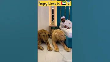 تربية الاسود عادة جديدة في الخليج 