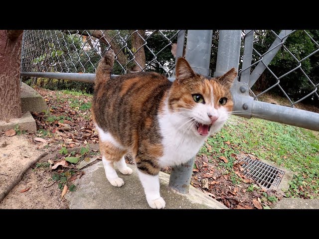 可愛い声で話しかけてくれる三毛猫、モフりはNG！？