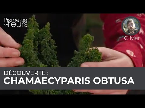 Vidéo: Qu'est-ce que l'odeur du bois d'hinoki ?