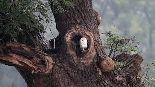 Barn owl at the entrance to her nesting site in an old tree. by Phil Nicholson 12 views 7 months ago 58 seconds
