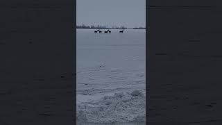 Оленю лучшая мерка — в дороге проверка