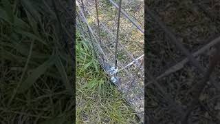 Foolproof hog trap trip wire