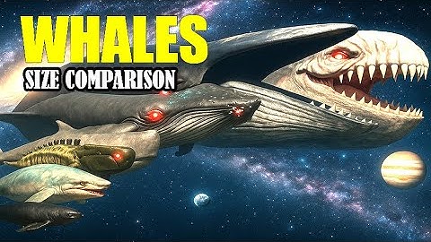 Aircraft Whale vs Space Bloop vs Space Blue Whale | Insane Giant Whales Size Comparison 3D