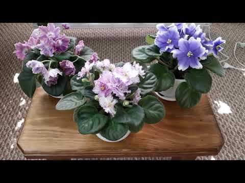 Video: Violet Humako Inches: beskrywing, foto, kenmerke van sorg en voortplanting