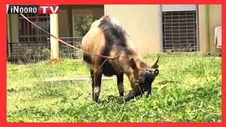 Thirikari kwanjia gũciarithania mbegũ cia mbũri nĩguo kũgacĩrithia ũrĩithia wa mbũri