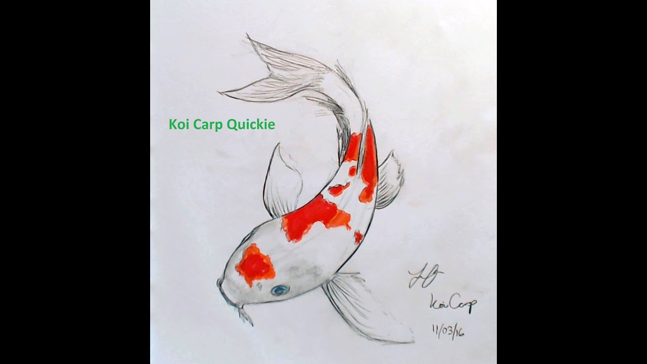 Drawing A Koi Carp Youtube