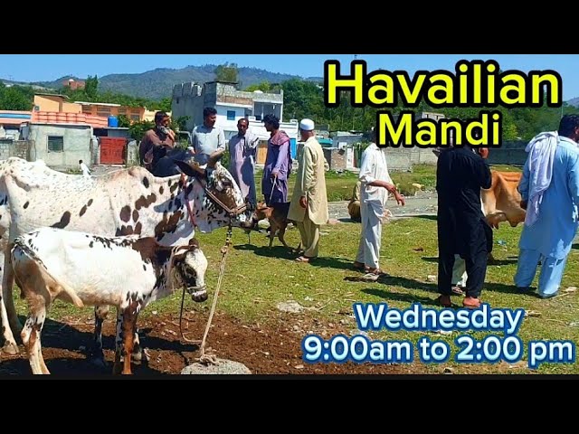 Maveshi Mandi Havailian Wednesday only class=