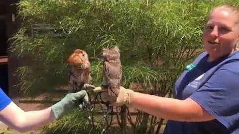 Resident Animals: Eastern Screech Owls