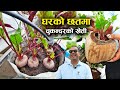 घरको छतमा फल्यो यति धेरै चुकन्दर - Narayan Adhikari || Dharma Rooftop Organic || Beetroot farming