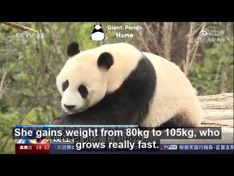 Video: Waarom Die Panda Een Van Die Simbole Van China Is
