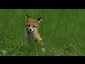 Fox cubs, sweet!    High Quality! 1080p