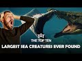 The top ten 10 largest sea creatures