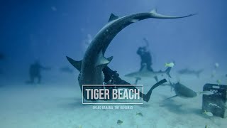 Part One — Tiger Beach, Fish Tales, Grand Bahama | The Bahamas
