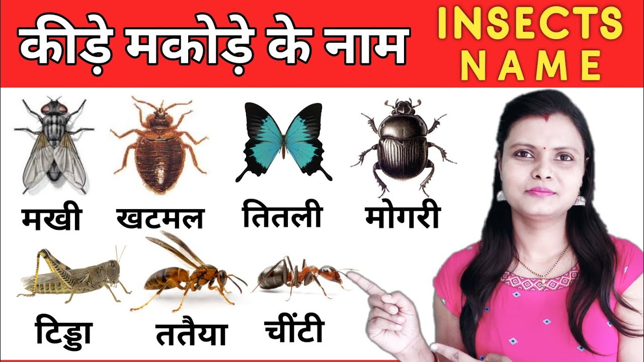Insects Name in Hindi and English with Pictures कीड़े मकोड़ों के नाम हिंदी और अंग्रेजी में