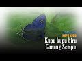 KUPU KUPU BIRU DI GUNUNG SEMPU. Kupu Kupu langka dan unik di Yogyakarta