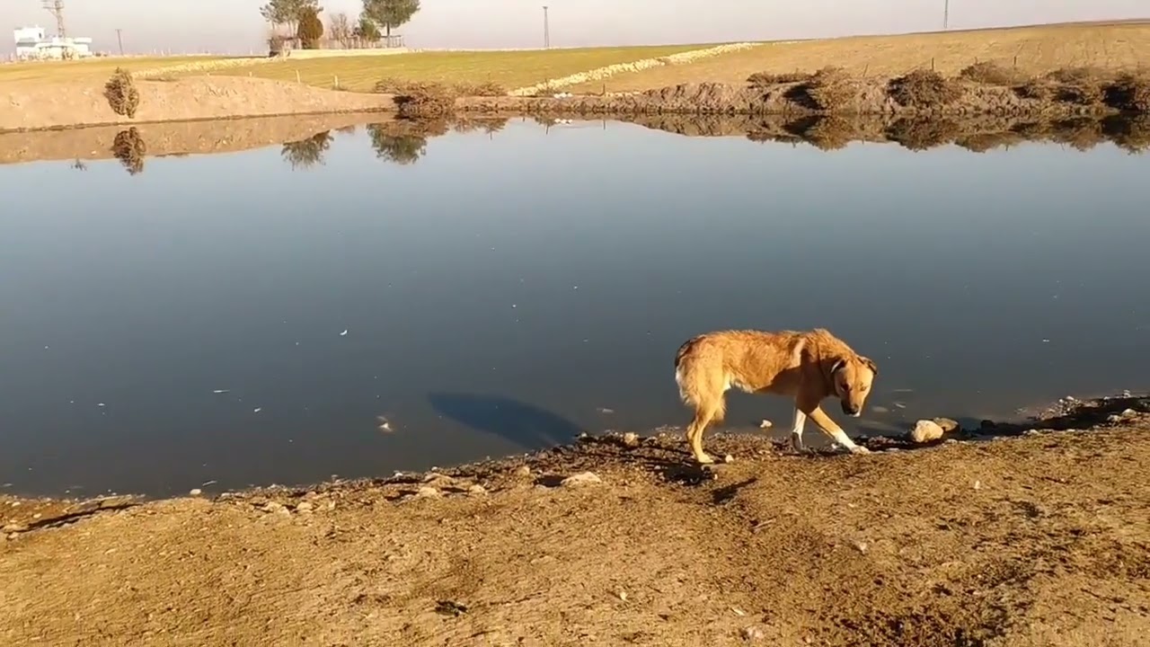 başhan köyü ĞANOSERE
