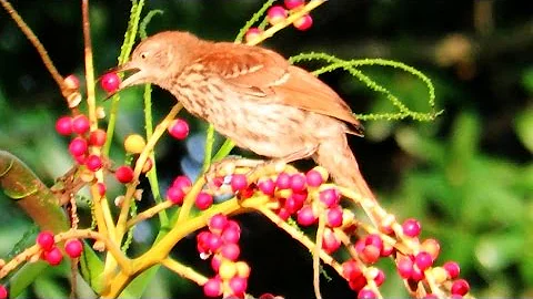 Brown Thrasher Eating Palm Berries
