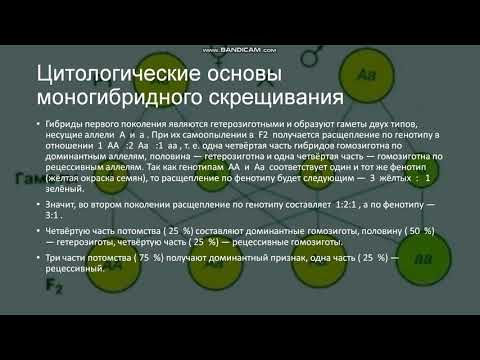 10 класс. Моногибридное скрещивание.