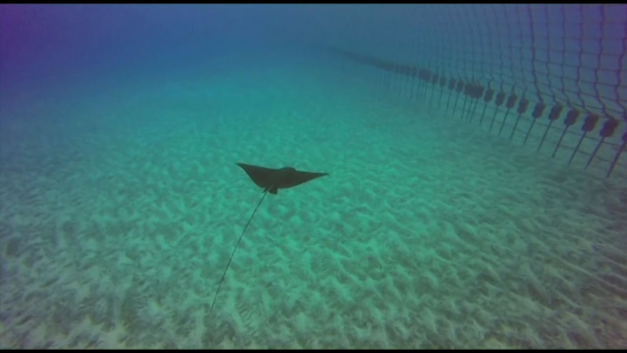requins ile maurice Pêches sportives à la Réunion et crise requin, avec Jean François NATIVEL - Octobre 2016