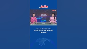 Khoảnh khắc hiếm có: Đàn cá heo 20 con xuất hiện ở Hòn Cau #shorts | Cần Thơ TV