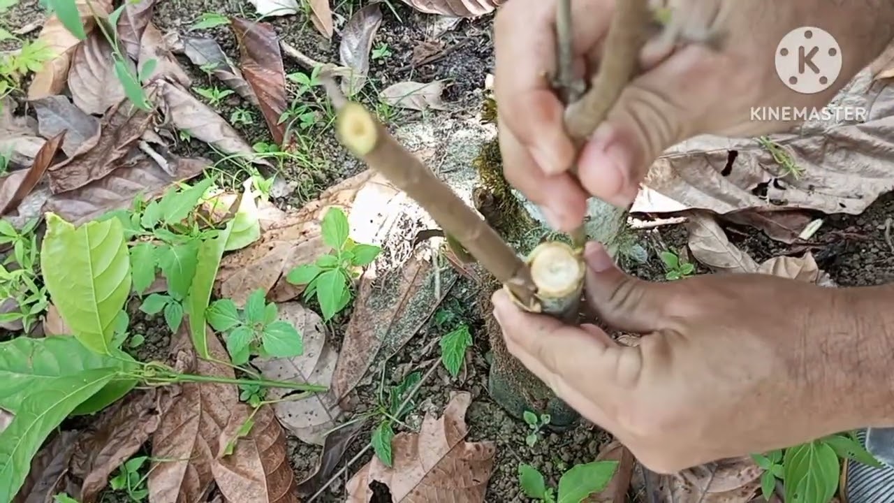 Clonando cacau sem segredos, qualquer um pode clonar. 