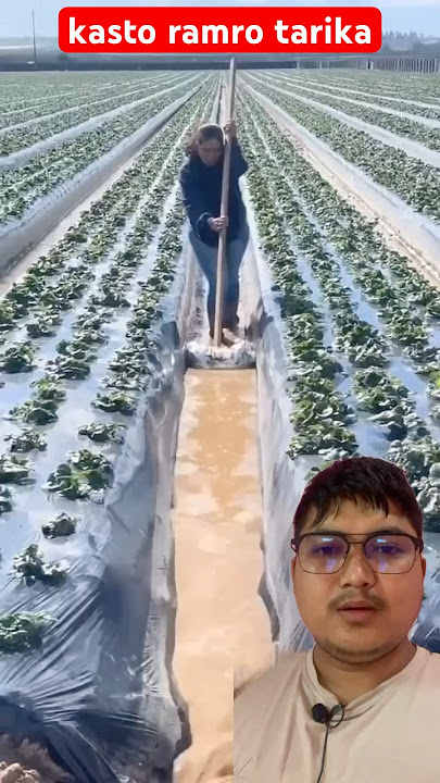 Wow kasto ramro tarika rahixa hernus tw #trending #agriculture #farming #method #vegetables #farm