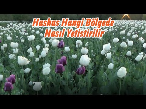 Haşhaş Nerede ve Nasıl Yetiştirilir - Haşhaş Hangi Bölgelerde Üretilir