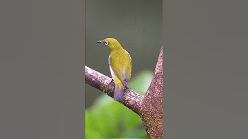 Singing nightingale, The best bird song  #shorts​ #birds​