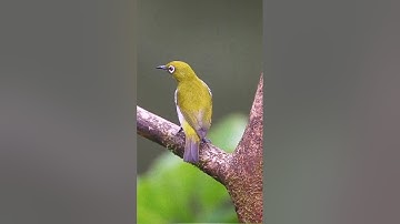 Singing nightingale, The best bird song  #shorts​ #birds​