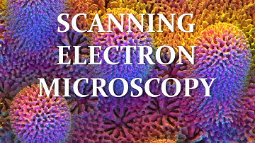 Scanning Electron Microscopy SEM. Amazing Things Seen Under Microscope. Everything you need to know