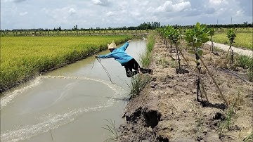 Cá Rô Hấp Đọt Bầu Ăn Cơm Chiều | Kiệt Làng Quê