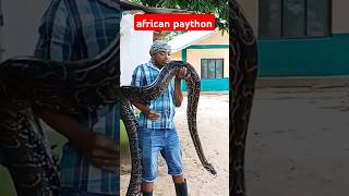 We Found the Massive 85kg Python!(in an african village)