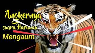 Suara harimau mengaum | suara Harimau keras jernih | macan prabu Siliwangi