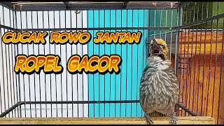 Cucak Rowo Jantan Gacor Ropel Malam Hari