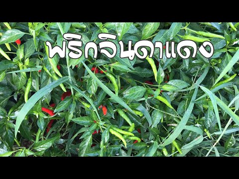 พริกจินดาแดง | Prik Jinda Dang Cultivation | วิธีเพาะพริกจินดาแดง  2019/01/27