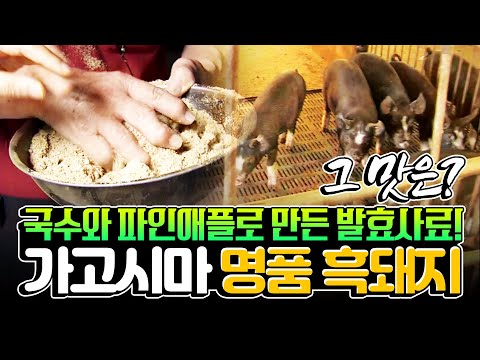 일본 가고시마 명품 흑돼지가 바다건너 우리땅 경상도애서 자라고있다!!! | #흑돼지 #힘내라한국농업 [2008]