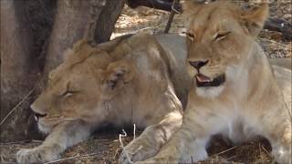 Click to watch video