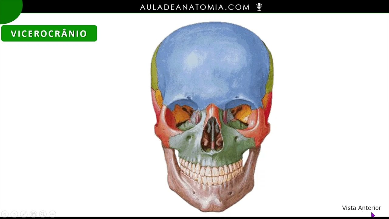 viscerocranio-zigomatico-maxila-mandibula-palatino-nasal-vômer